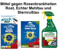 Um mehr zu Rundumschutz für die Königin der Blumen im Kleingarten zu erfahren, hier anklicken.