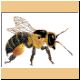 biene04_ani.gif