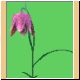 blume19_ani.gif