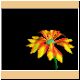 blume52_ani.gif