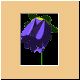 blume61_ani.gif