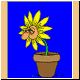 blume71_ani.gif
