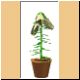 blume74_ani.gif