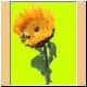 blume79_ani.gif