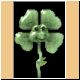 blume80_ani.gif