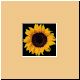 blume82_ani.gif