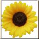 blume93_ani.gif