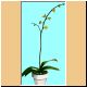 blume95_ani.gif