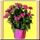 blume96_ani.gif