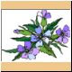 blume06_no.gif