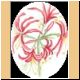blume17_no.gif