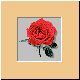 blume36_no.gif