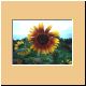 blume42_no.jpg