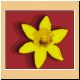 blume53_no.gif