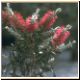 blume54_no.jpg