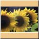 blume58_no.jpg