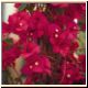 blume59_no.jpg