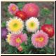 blume60_no.jpg