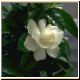 blume61_no.jpg