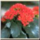 blume62_no.jpg