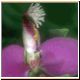 blume63_no.jpg