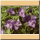 blume64_no.jpg
