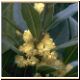 blume66_no.jpg