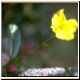 blume67_no.jpg