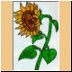 blume68_no.jpg
