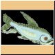 fische08_ani.gif