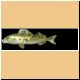 fische46_ani.gif
