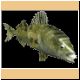 fische47_ani.gif