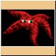 fische53_ani.gif