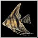 fische54_ani.gif