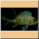 fische59_ani.gif