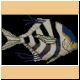 fische63_ani.gif