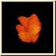 fische66_ani.gif