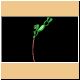frosch44_ani.gif