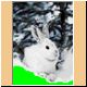hase67_ani.gif