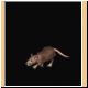 maus17_ani.gif