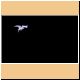 pferd12_ani.gif
