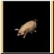 schwein28_ani.gif