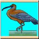 vogel46_ani.gif