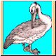 vogel68_ani.gif